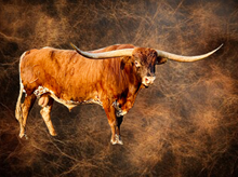 SEMEN-DELTA LUCKY ACE-1 SEXED STRAW