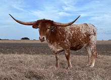 20 Gauge x BL Kira X