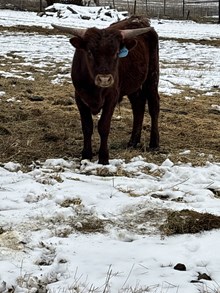 Delta Lucky Ace X Sassie Aussie 25 Bull