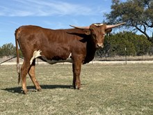 #97 BUX REBEL X CHEX MIX