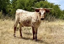 FR Touched By An Angel