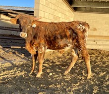 Mr. Happy x RR Red Clover 2021 bull