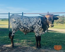 4C STAGECOACH SHOTGUN