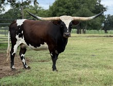 HR Shamrocks☘️Rebel 