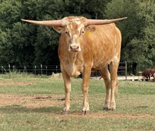 M7 Double  Roses 🌹 🌹