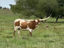 HRT Lucky Enuff Delta