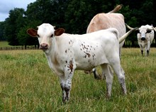 UNREGISTERED CALF