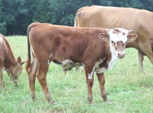 UNREGISTERED CALF