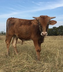 20 gauge x rio Tari bull calf 