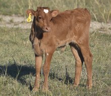 HR Iron 40 x BR Jungle Jim