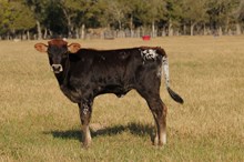 BCR Rose in a Million 528