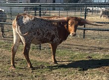 RC RARE JEWEL 🇺🇸