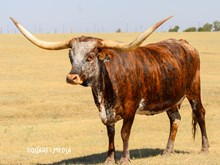 RB PURPLE RAIN 29:11