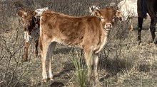 Sugar BCB X Drop Box heifer