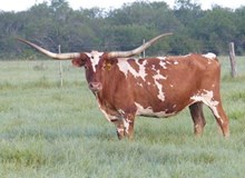 Frozen embryo SUMMER SIREN X CUT N DRIED