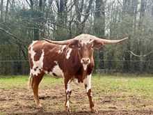 Hubbells Pacific Gauge