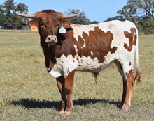 COWBOY TUFF CHEX X BRICKHOUSE ET -B TAG 441