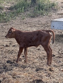 ERZ COMANCHE ROSE