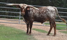 RJF DAVY CROCKETT  TAG 303