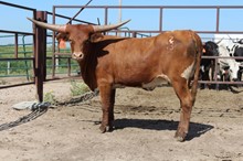 LIB X DIXIE EOT HEIFER