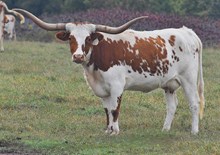 RJF Doherty's Finale 108