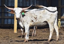 6CR FORMAL INTRODUCTION