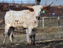 6CR FORMAL INTRODUCTION