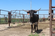 RSS X HAPPY SMILE HEIFER