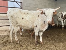 MR. HAPPY x Clover Dust