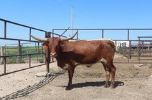LIB X JAMAKAPOINT HEIFER