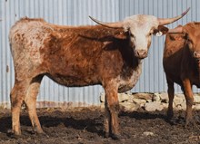 ALLENS TOP CHERRY X BR JUNGLE JIM - TAG 263