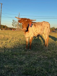 Kid Rock/Rosegold Confetti heifer 1