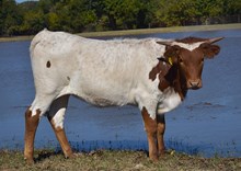 #2507 RJF EXTRAORDINARY X PCC MIDAS TOUCH (H)