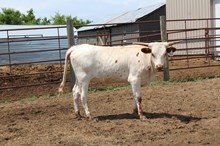 REBEL HR X LC OPTIMUS STAR HEIFER (ET)