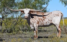 RJF Cha-Ching Lucky- Tag 044