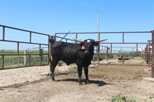 RSS X WITCHY WOMAN HEIFER