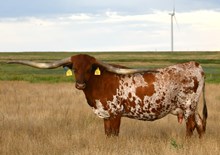 BCR WYNONNA 614